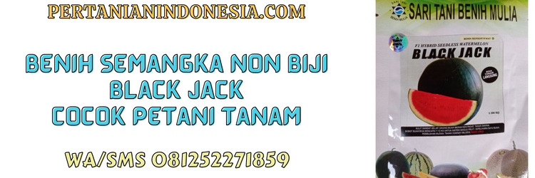 benih,semangka non biji,semangka tanpa biji,black jack,petani